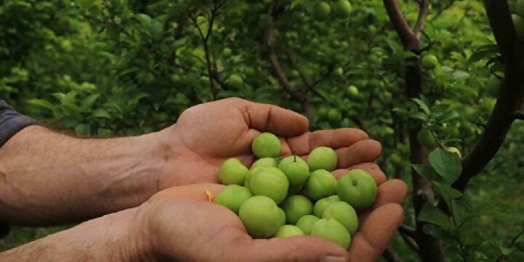 Hatay’daki üretimin ürünleri sınırları aşıyor: Kilosu 500 TL’den tüm dünya yiyor 7